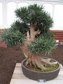 Podocarpus Bonsai
